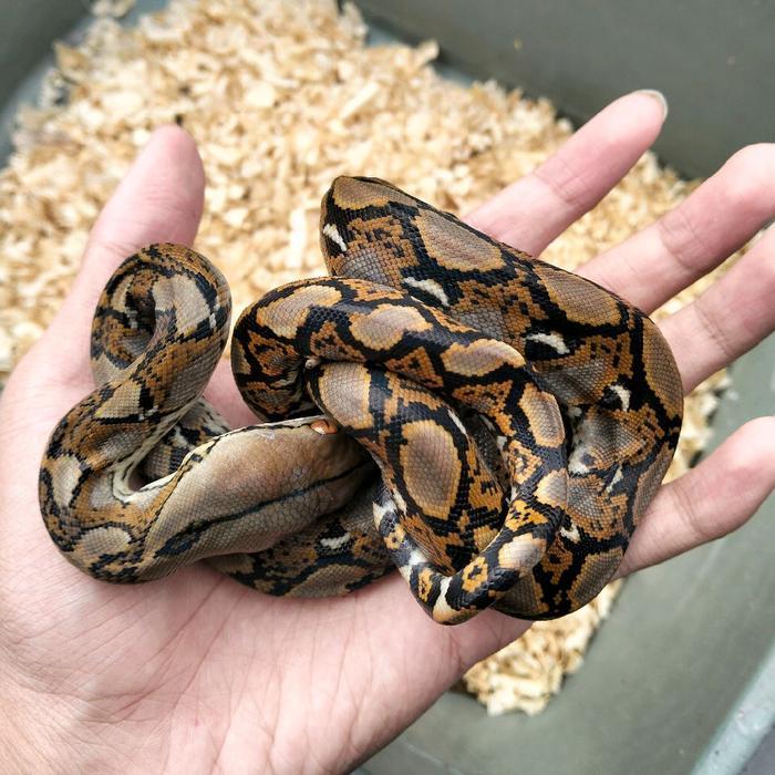 baby retic malayopython reticulatus baby reticulatus wild caught WC