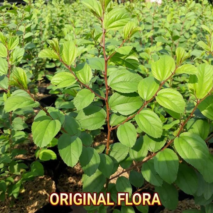 "New" Bibit Bidara Arab Pohon Bidara Daun Bidara Untuk Ruqyah