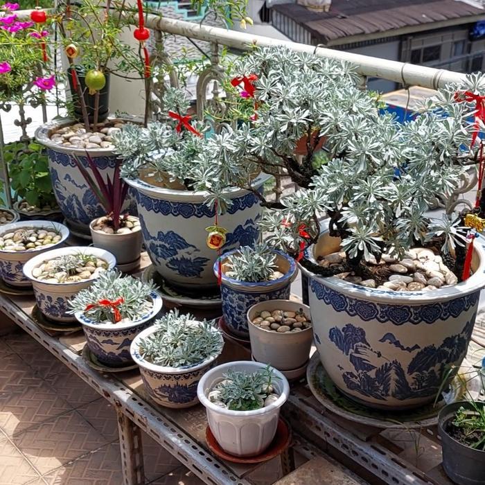 khusus jakarta tanaman hias puyong pohon rejeki