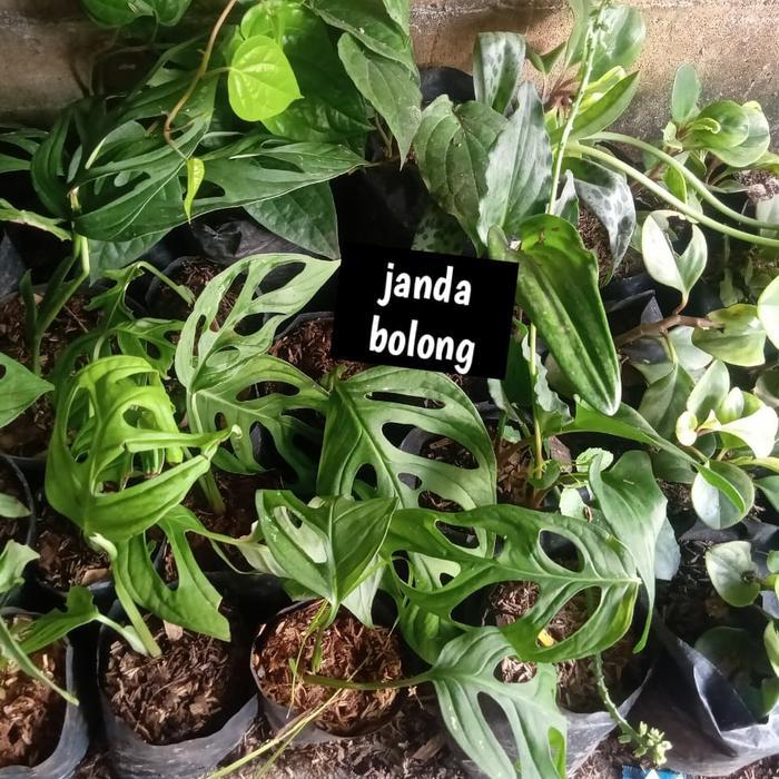 tanaman hias pohon janda bolong - janda bolong