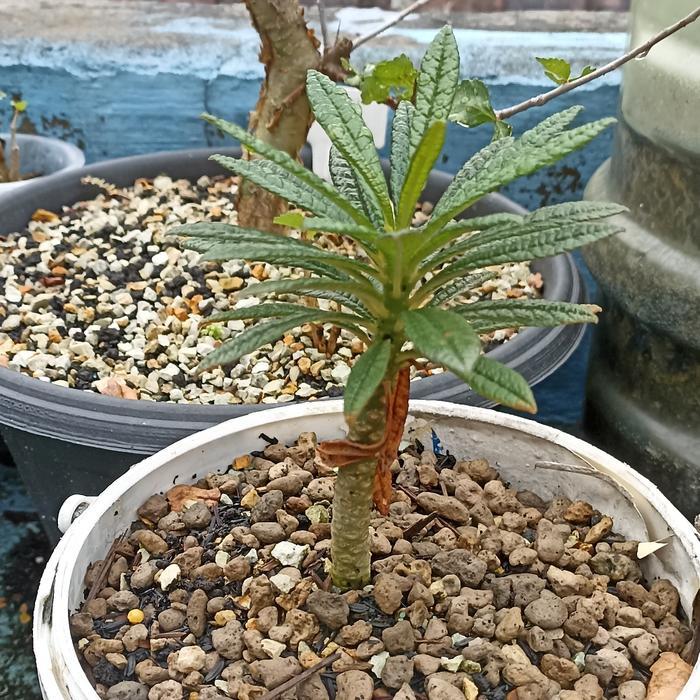 dorstenia gigas rooted cutting