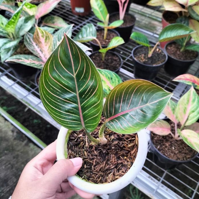 tanaman hias aglaonema / aglonema ajisaka serat realpict