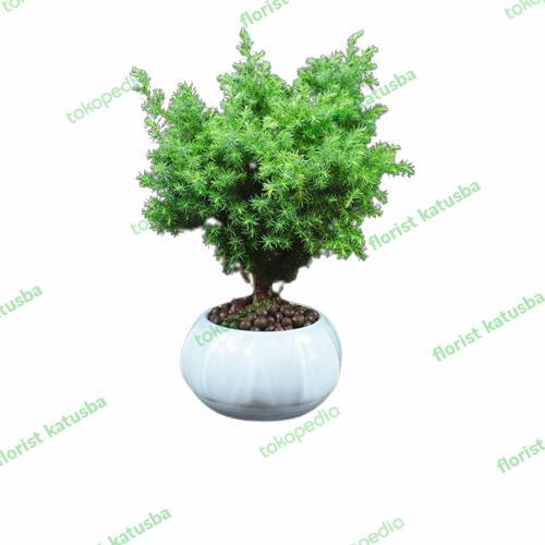 "New" Florist Katusba Tanaman Outdoor Cemara Embun Murah Ukuran 20/30cm Warna Hijau