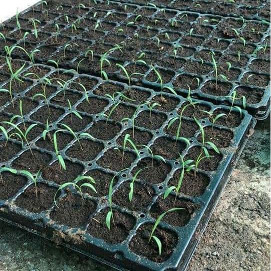 Rabbit_House23 Agrimax Benih Mombaca F1 Panicum Maximum Pakan Ternak Sapi/Kambing (600Biji)