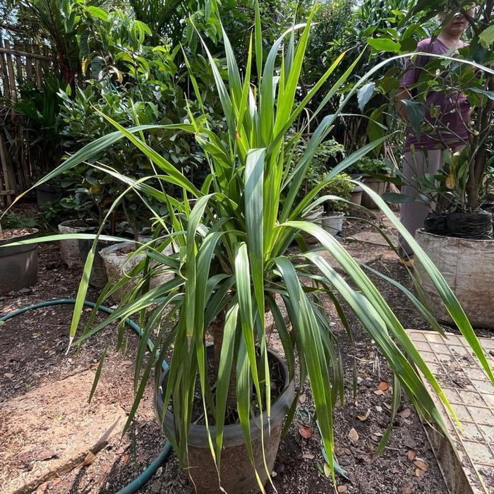 Tanaman Hias Pandan Bali // pandan bali sudah bercabang