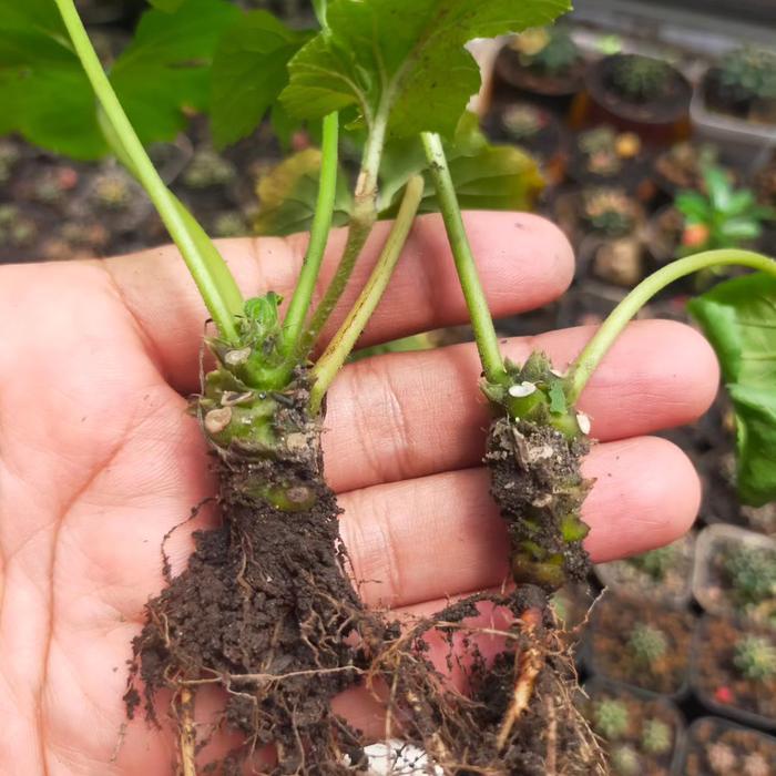 Tanaman Dorstenia Contrajerva Langka