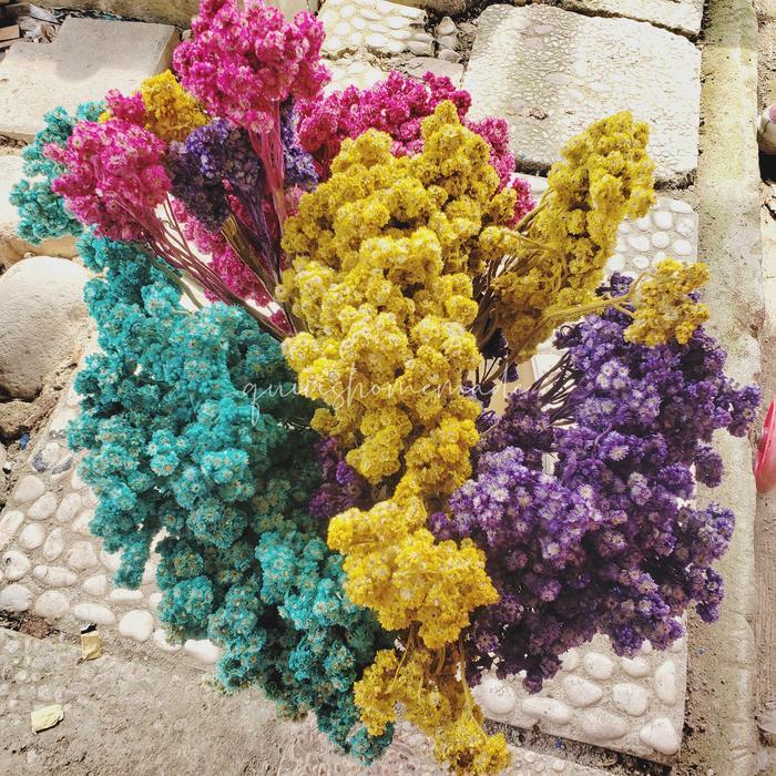 bunga edelweis kering warna