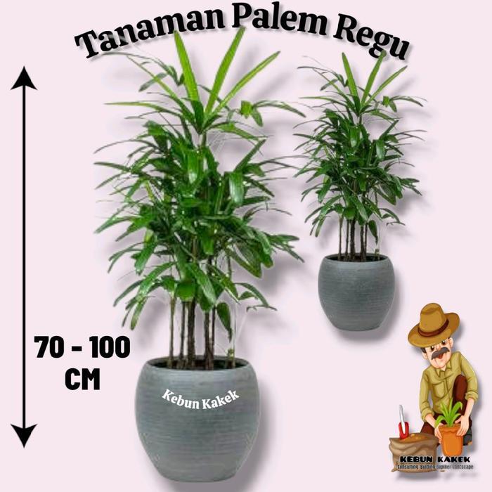 Ada Stok Palem Regu 80 cm - 1 Meter / Tanaman Palem Regu 1 Meter / Pohon Palem Regu