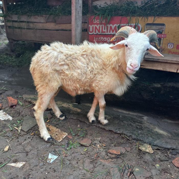 Hewan Kurban Kambing/Domba Jantan Berkualitas
