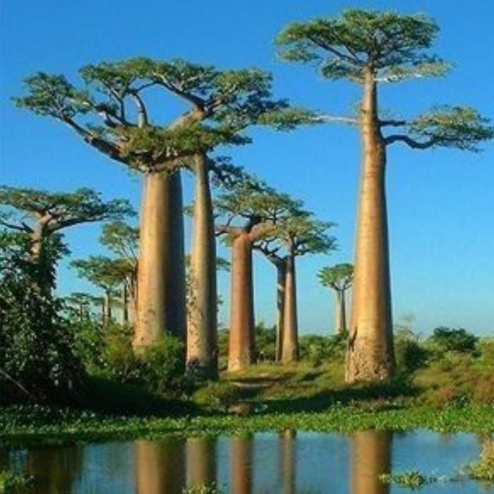 Biji Tanaman Baobab Adansonia Baobab Seed