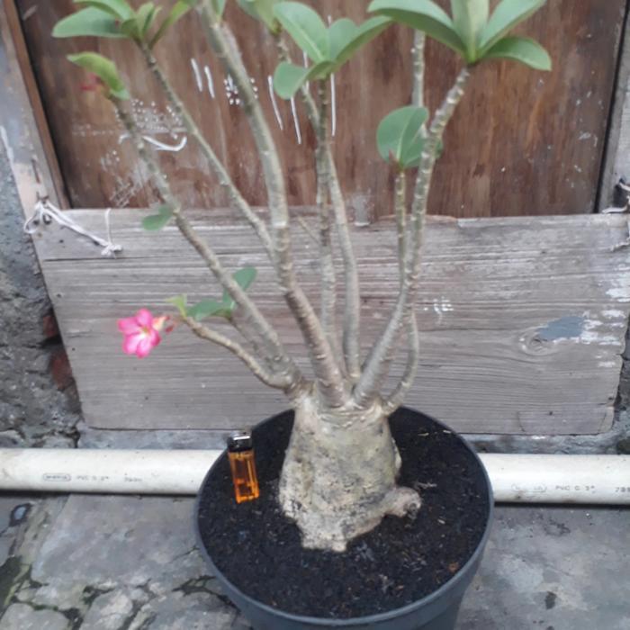 adenium arabicum (pohon,bukan benih atau biji)