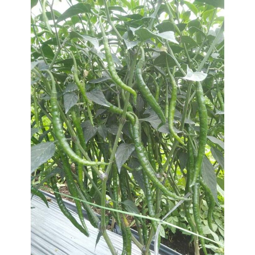 Terangbenderangshop Benih Cabe Merah Keriting Serayu 10 Gr Asli Cap Mmt