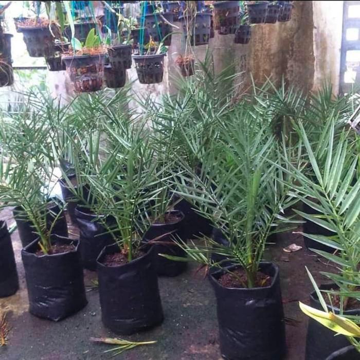 Bibit Kurma Kultur Jaringan - Bibit Kurma sudah berduri 60cm