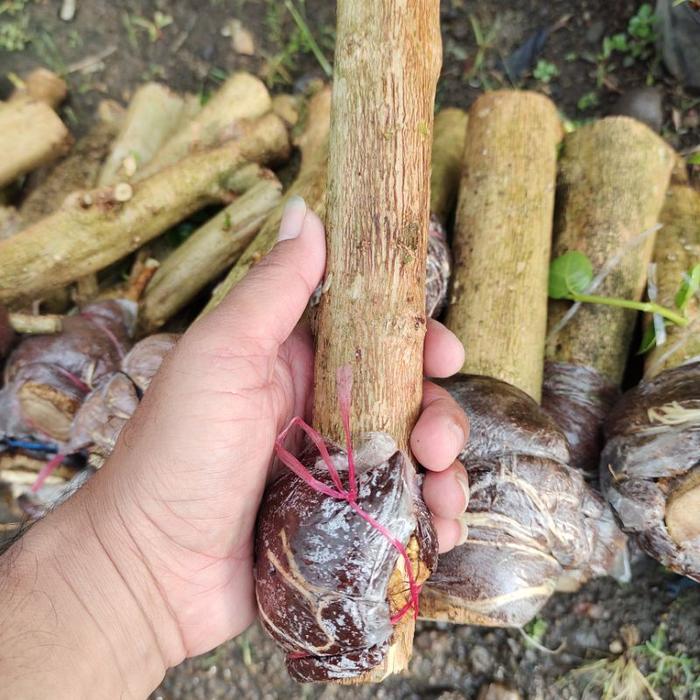 bonsai sancang jumbo hasil cangkok