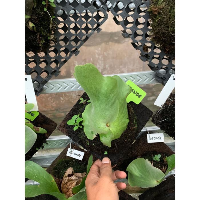 platycerium grande atau tanduk rusa grande atau simbar menjangan gr