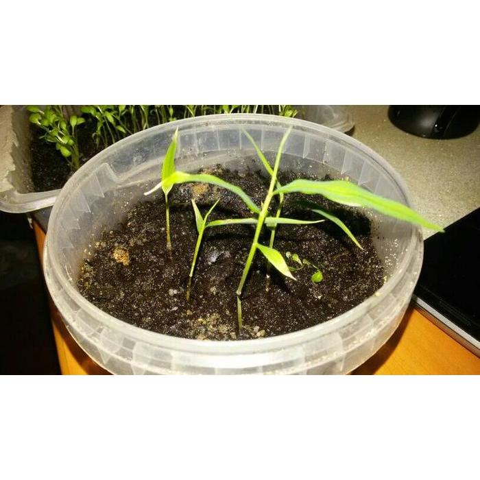 Benih Bibit Biji Bambu Hitam / Purple Timor Bamboo 100% True Seeds