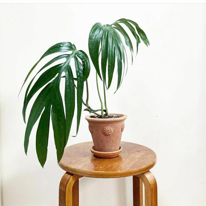 amydrium zippelianum tanaman