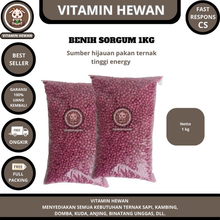 BENIH SORGUM BIOGUMA KEMASAN 1 KG - Sumber hijauan pakan ternak tinggi energy