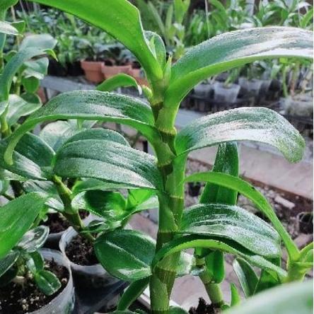 Anggrek Indonesia Raya Red Inaraya Red Dewasa