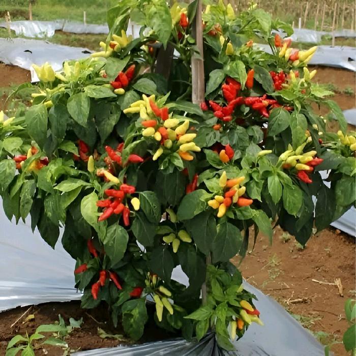 "New" [TERLARIS] BIJI/BENIH CABE TUMPUK PRENTUL KLASTER