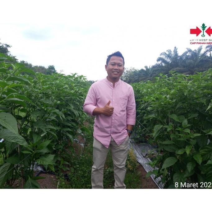 Benih Bibit Biji Tanaman Cabe Rawit Hijau RAJO 350 Butir dari Cap Panah Merah Cabe Rawit Setan