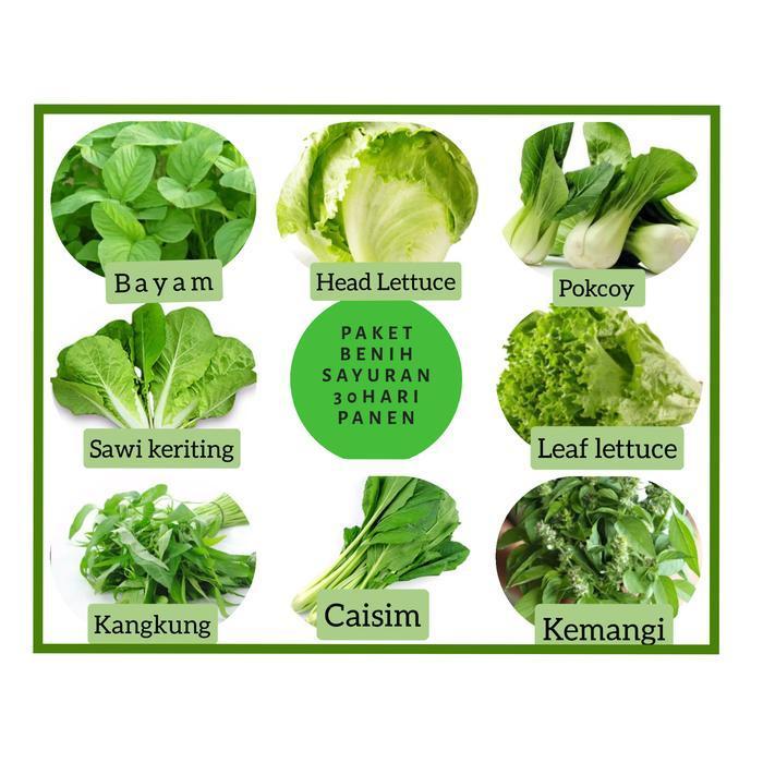 Paket Benih / bibit sayuran 30 hari panen isi 8 jenis bibit sayuran daun (pakcoy, caisim, kangkung,