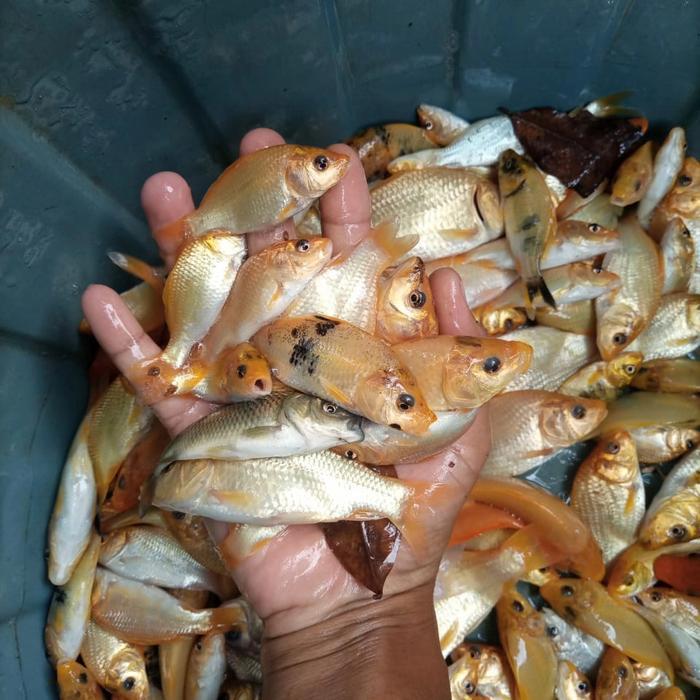 bibit ikan mas warna literan