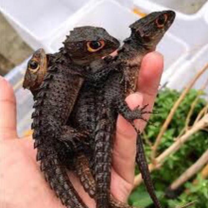 Kadal Duri / Crocodile Skink