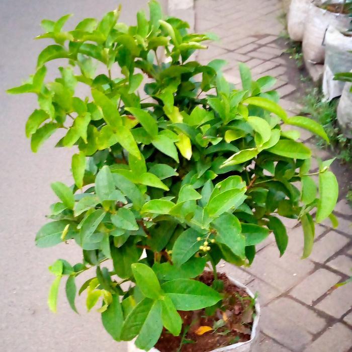 pohon jambu air cincalo/tanaman jambu air cincalo siap berbuah rimbun