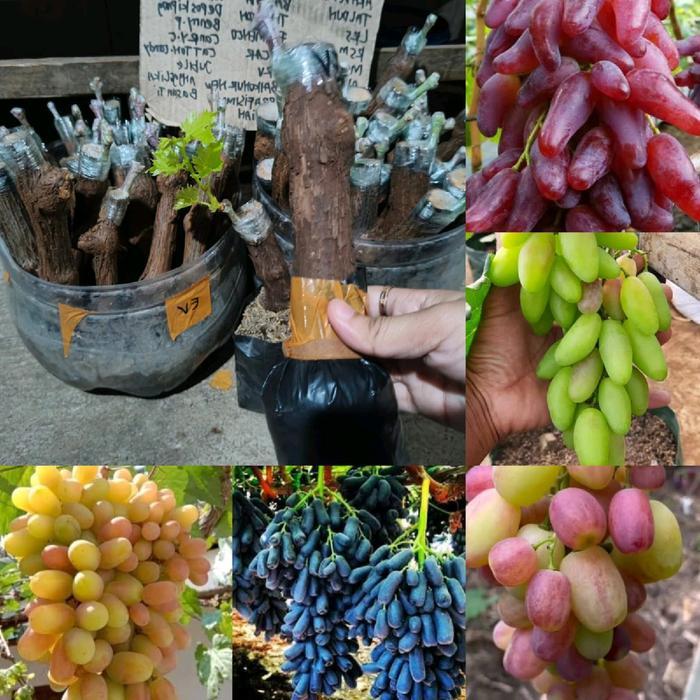 BIBIT ANGGUR IMPORT GARANSI VALID COD