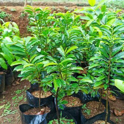 Terangbenderangshop Bibit Pohon Sirsak Madu Super/Bibit Pohon Sirsak Madu Jumbo