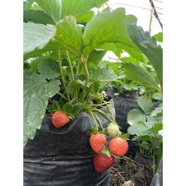 indukan strawberry jepang nyoho sudah berbuah