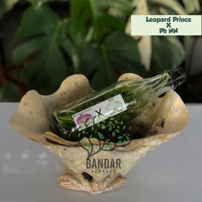 Bibit Anggrek Bulan Botol Taiwan Anggrek Bulan Botolan Anggrek Botolan