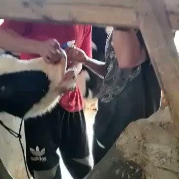 NSTM NASA SUPLEMEN OBAT UNTUK SAPI PMK PENYAKIT MULUT DAN KUKU