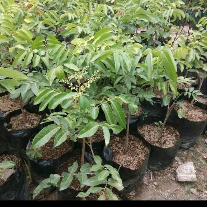 Pohon buah kelengkeng matalada.