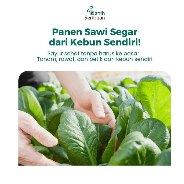 Benih Sawi & Sayuran Hidroponik