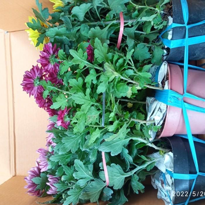 Terangbenderangshop Bibit Bunga Krisan Siap Tanam Dan Unggul