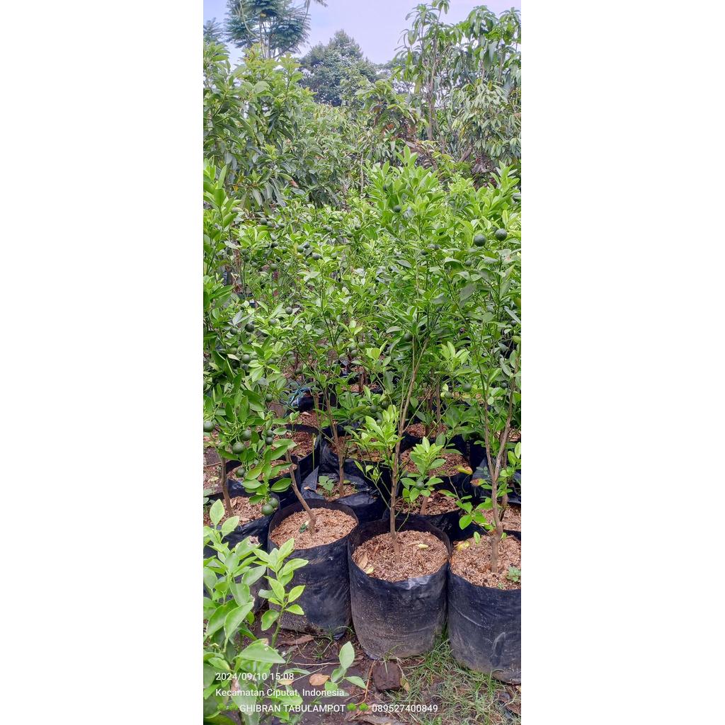 pohon jeruk kimkit madu berbuah/jeruk kimkit