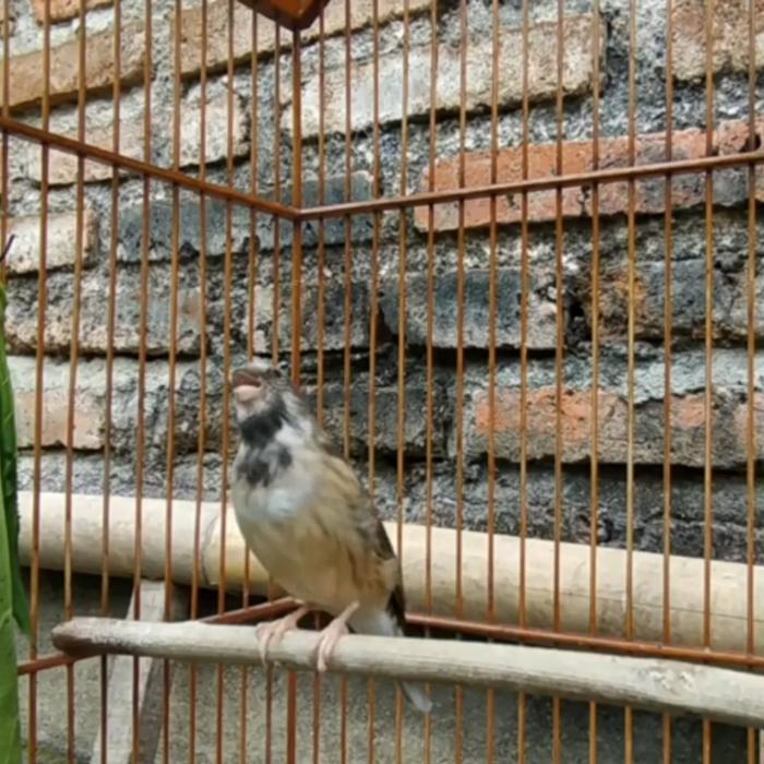 BURUNG BLACKTHROAT BOSWANA JANTAN DEWASA GACOR
