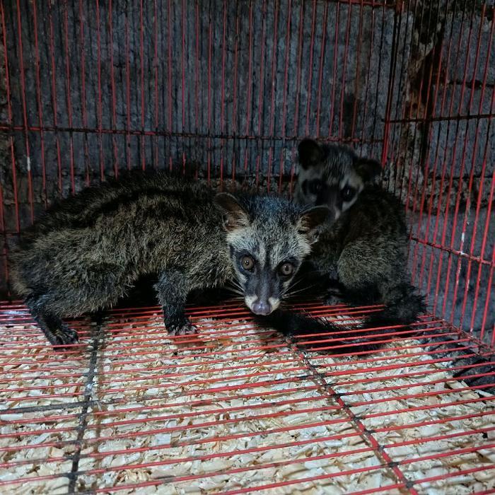musang pandan remaja/anakan betina mantan jinak/semi jinak/galak