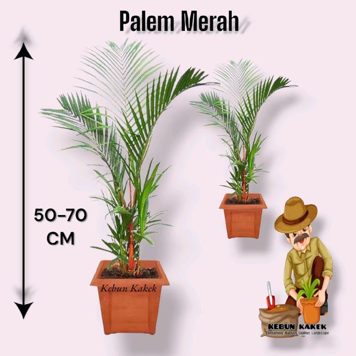 Ada Stok Tanaman Hias Palem Merah / Tanaman Hoas Hidup Palem Merah / Pohon Palem Merah