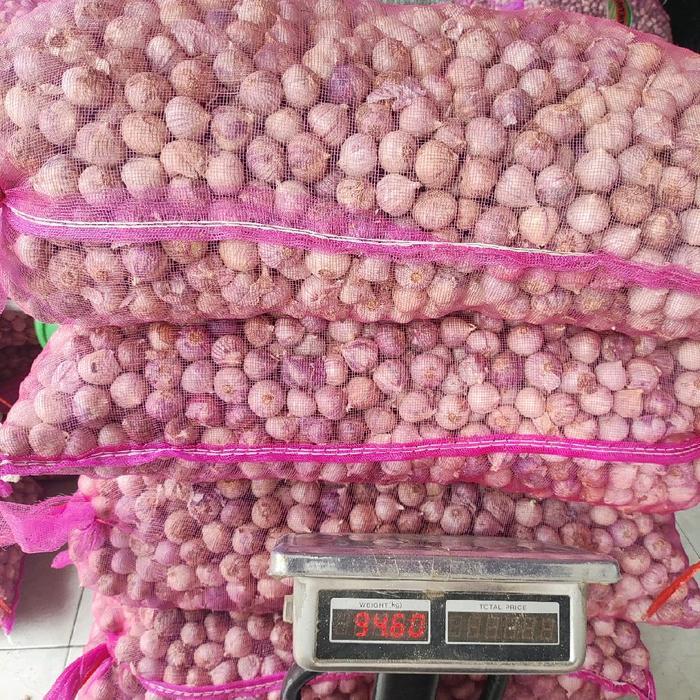 Bawang Putih Tunggal / Bawang Lanang Kemasan Ekonomis Ukuran Jumbo Sampai Kecil Tbk