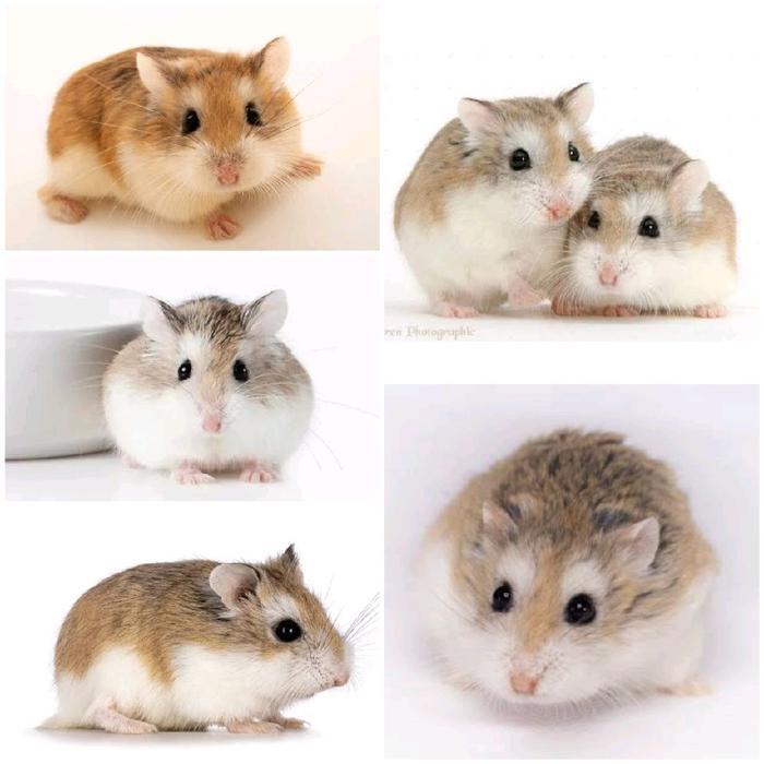 Jual HAMSTER Roborovski Robo Kecil lucu gesit jinak nurut white face Brown Face Normal Face