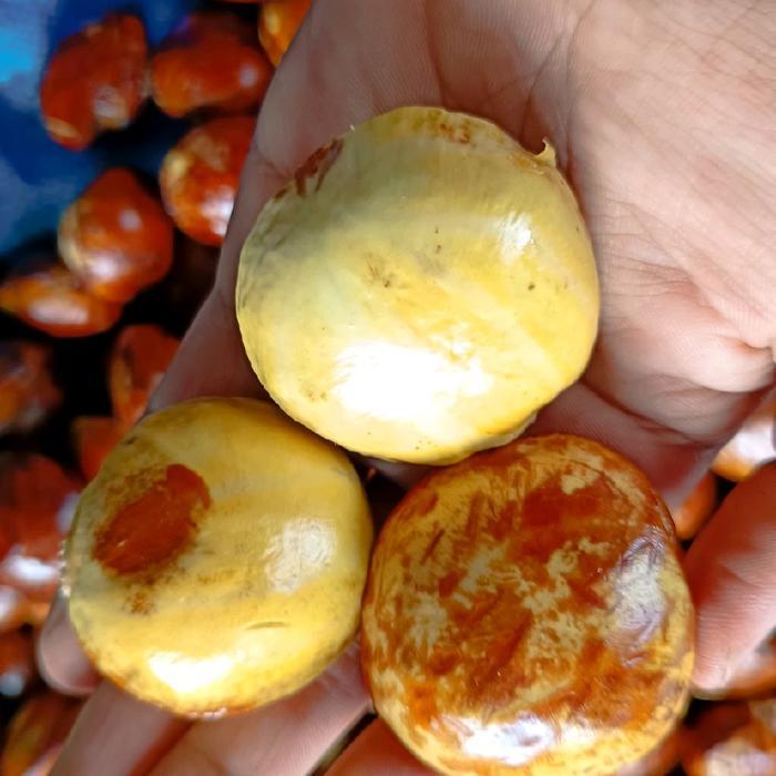 jengkol ketan pulen asli pati jepara lukuran lumayan BESAR pulen enak legit belum rendaman