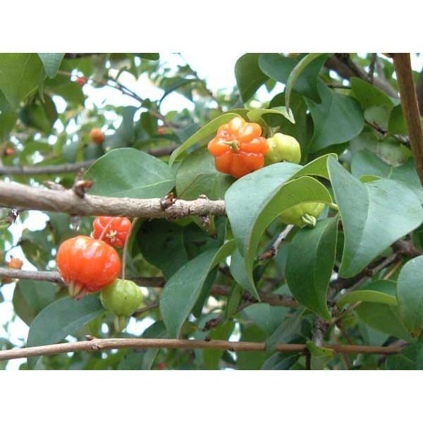 Terangbenderangshop Bibit Dewandaru Cermai Belanda Bahan Bonsai Benih Pohon Tanaman