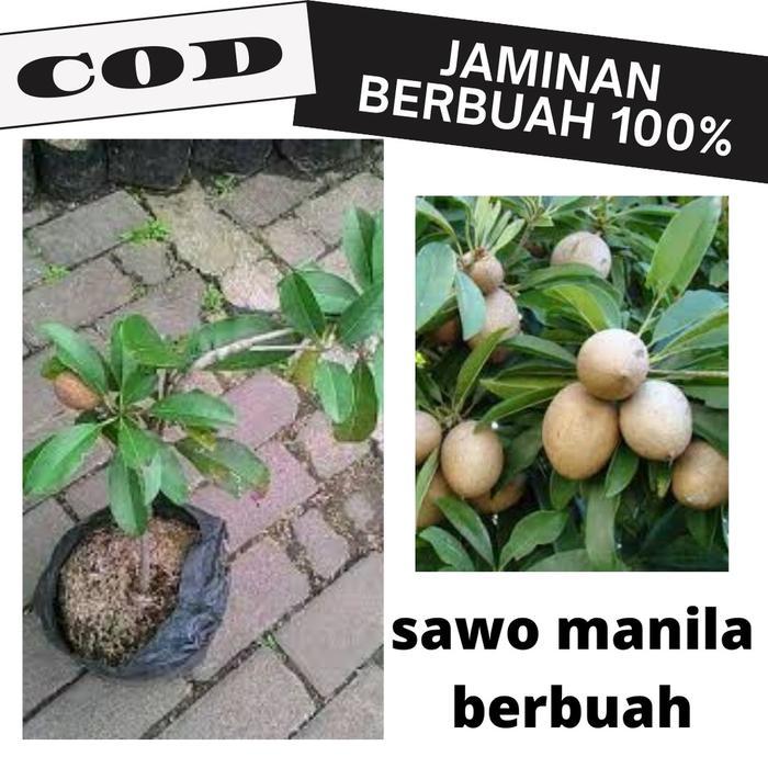Bibit Buah Sawo Manila Sudah Berbuah Bibit Tanaman BUah Sawo Berbuah