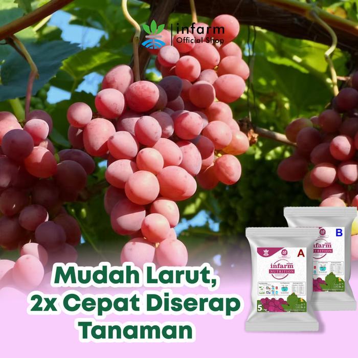 INFARM - Pupuk AB Mix Hidroponik Besar Anggur Pupuk Hidroponik untuk 1000 Liter Pupuk AB Mix Anggur