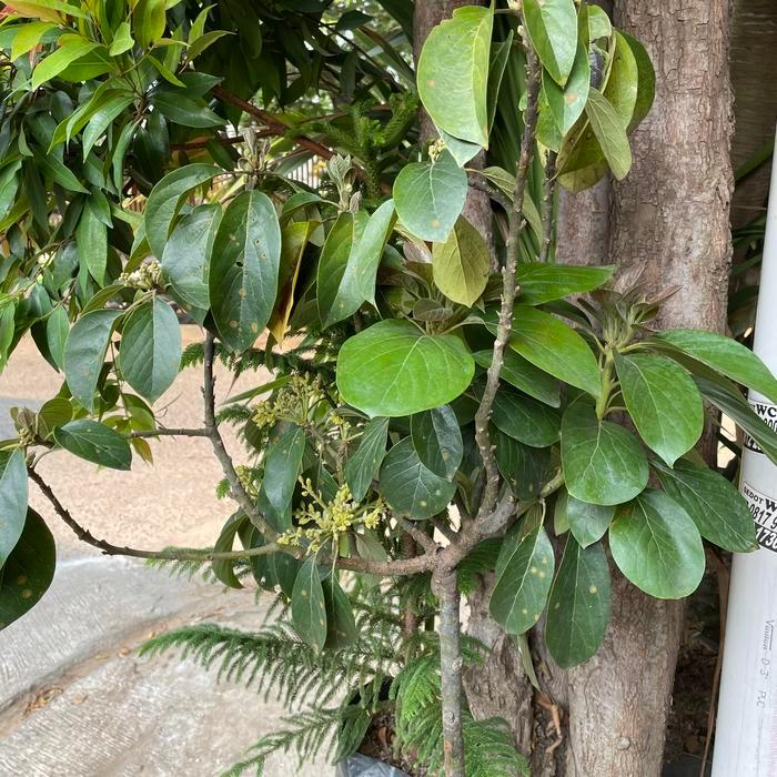 Tanaman buah alpukat // sudah berbunga