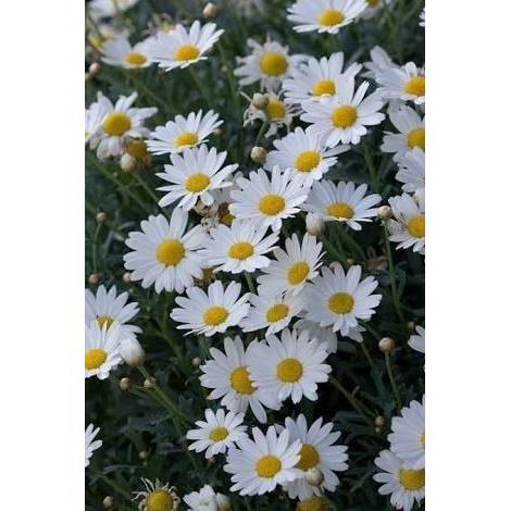 Tanaman Aster Pikok Putih