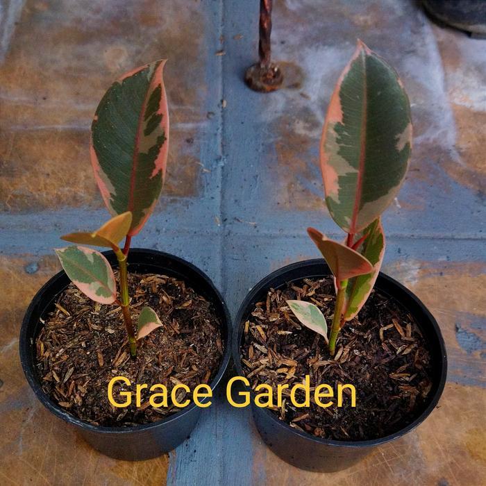 Ficus Elastica Ruby - karet kebo varigata